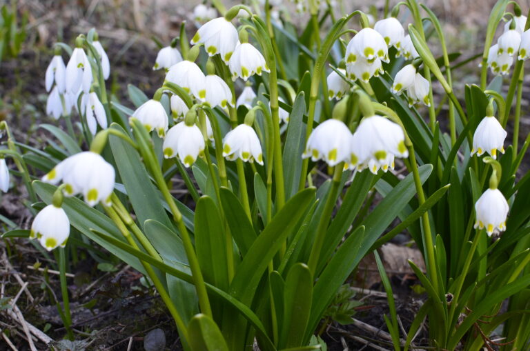 How to Grow Snowflake — Leucojum