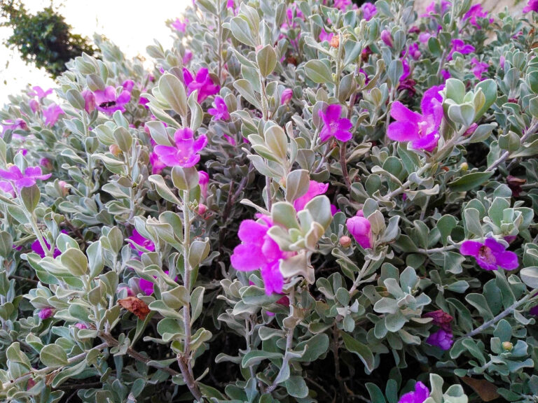 How to Grow Leucophyllum — Silver Leaf