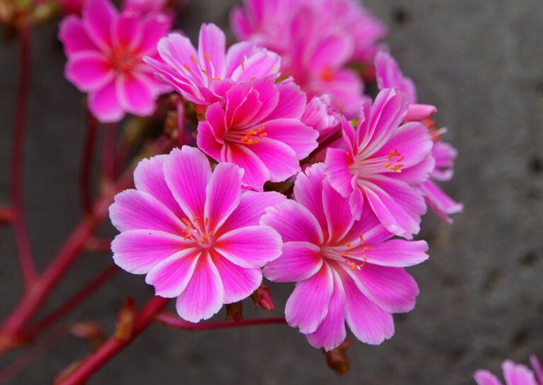How to Grow Bitterroot — Lewisia