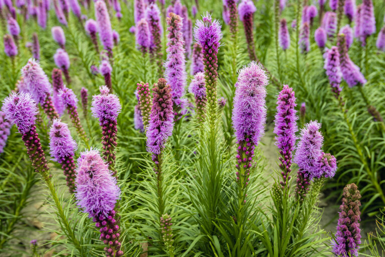 How to Grow Blazing Star — Liatris