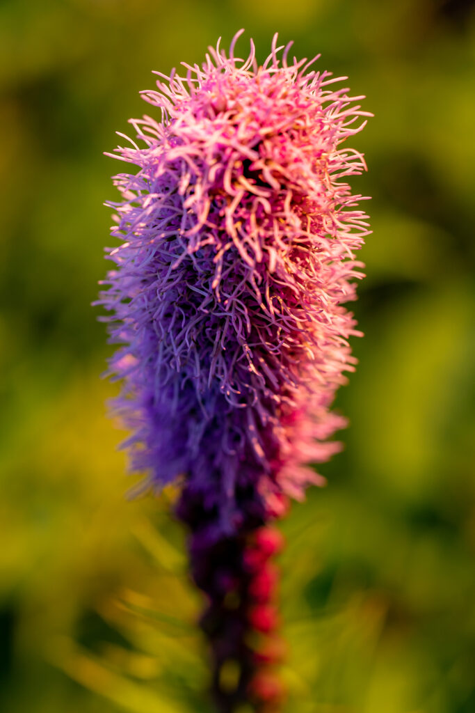 Blazing Star, Liatris