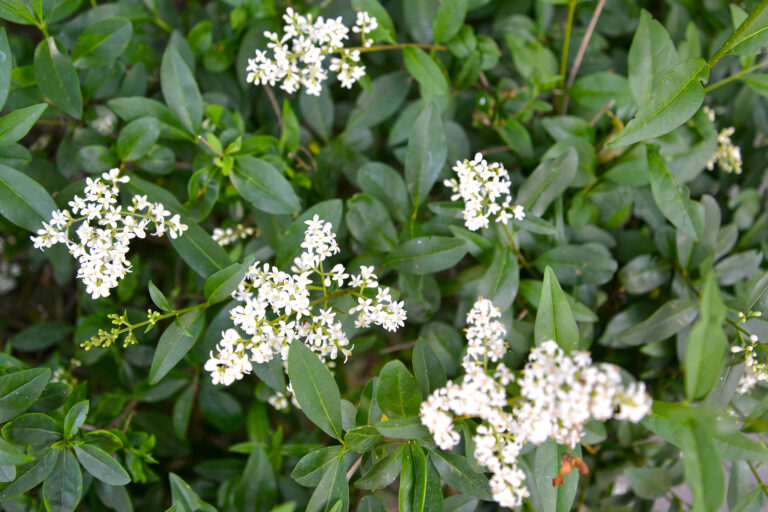How to Grow Ligustrum – Privet