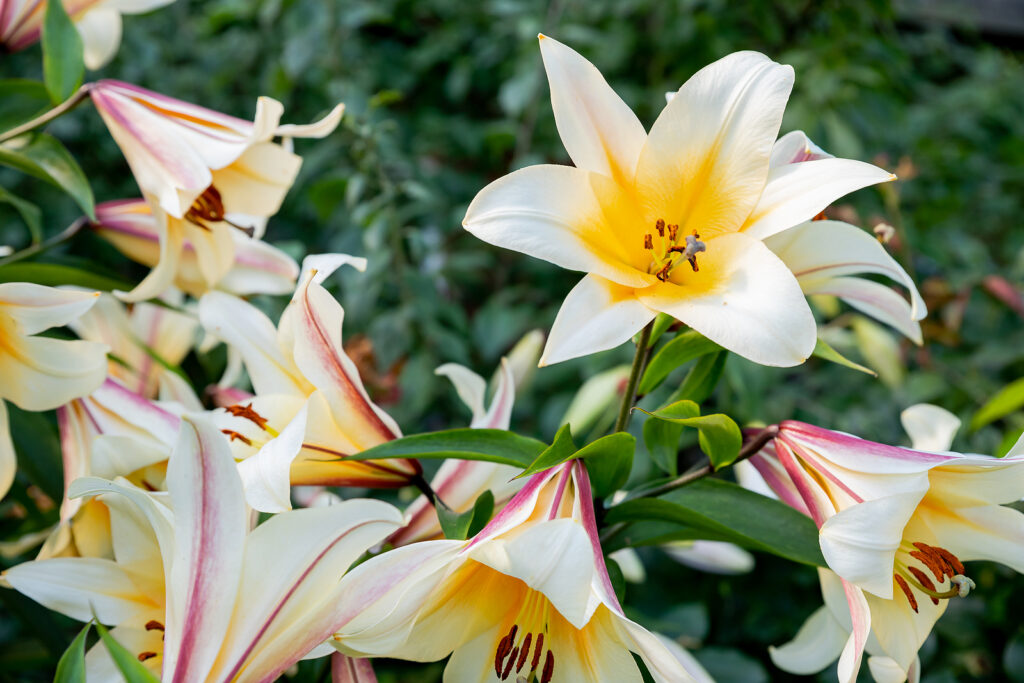 How To Grow Lilium Lily