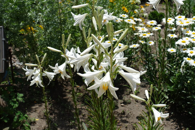 How to Grow Lily — Lilium