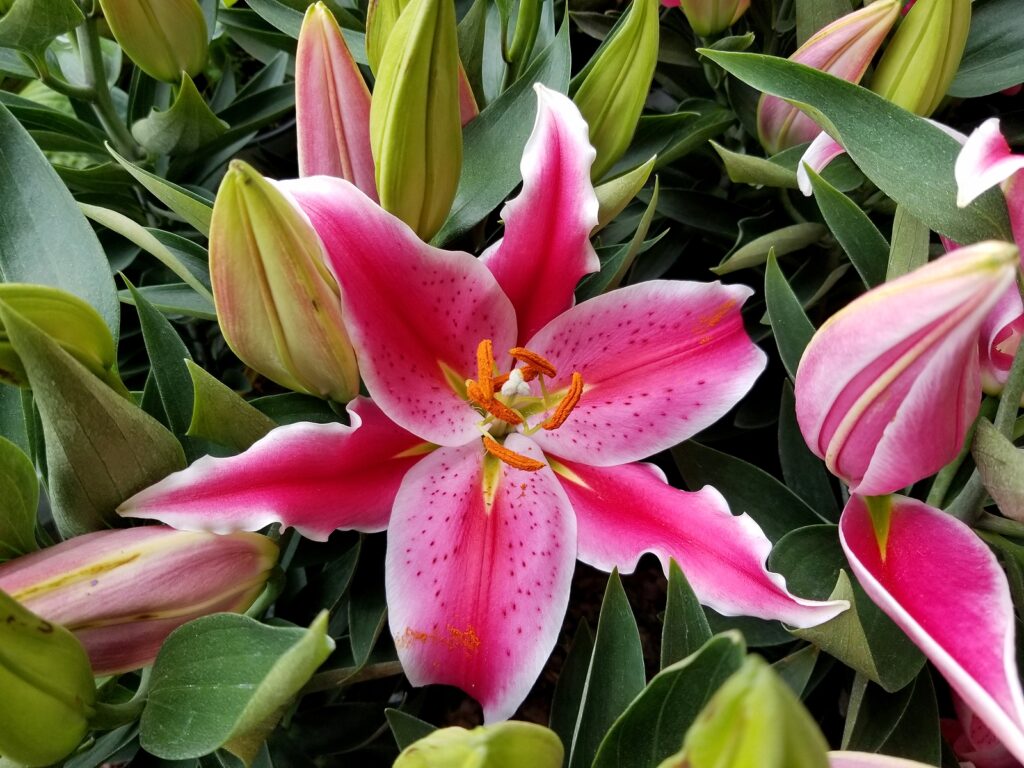 How to Grow and Care for Pink Lilies (2024 Guide)