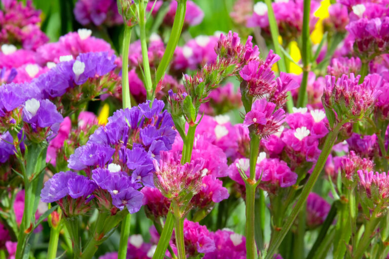 How to Grow Statice — Limonium