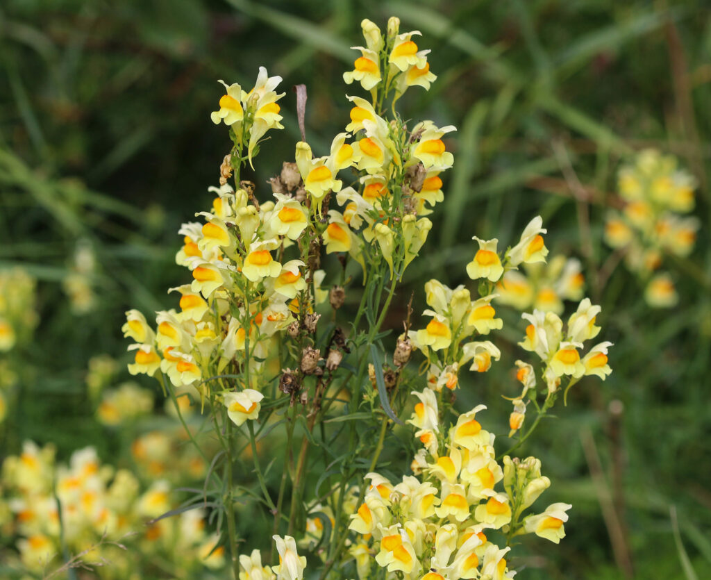 Toadflax, Linaria vulgaris 