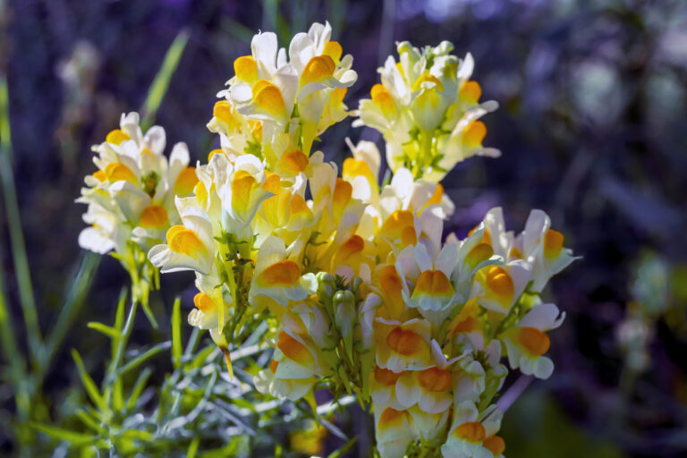 How to Grow Toadflax — Linaria