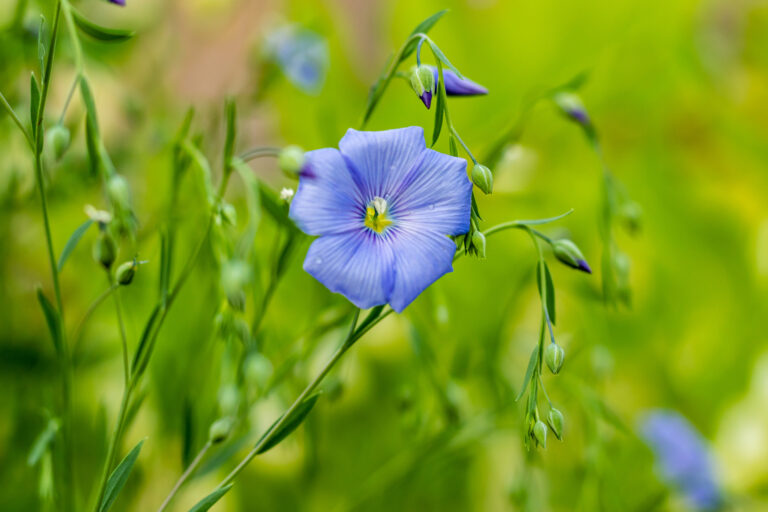 How to Grow Flax — Linum