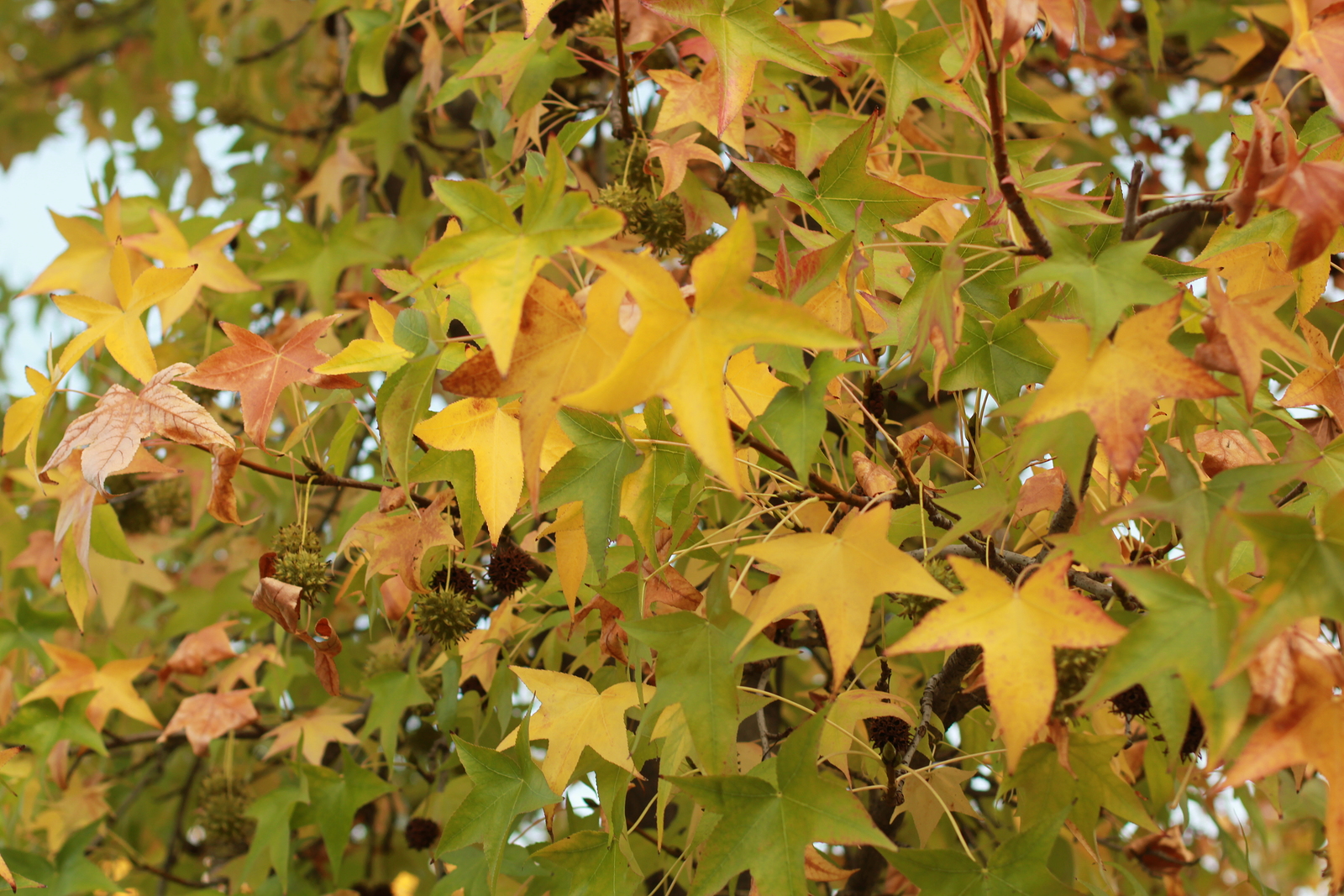 Liquidamber