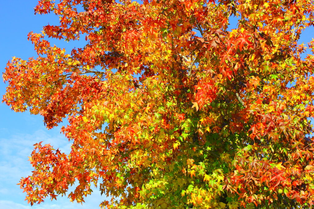 Sweet Gum tree, Liquidamber,
