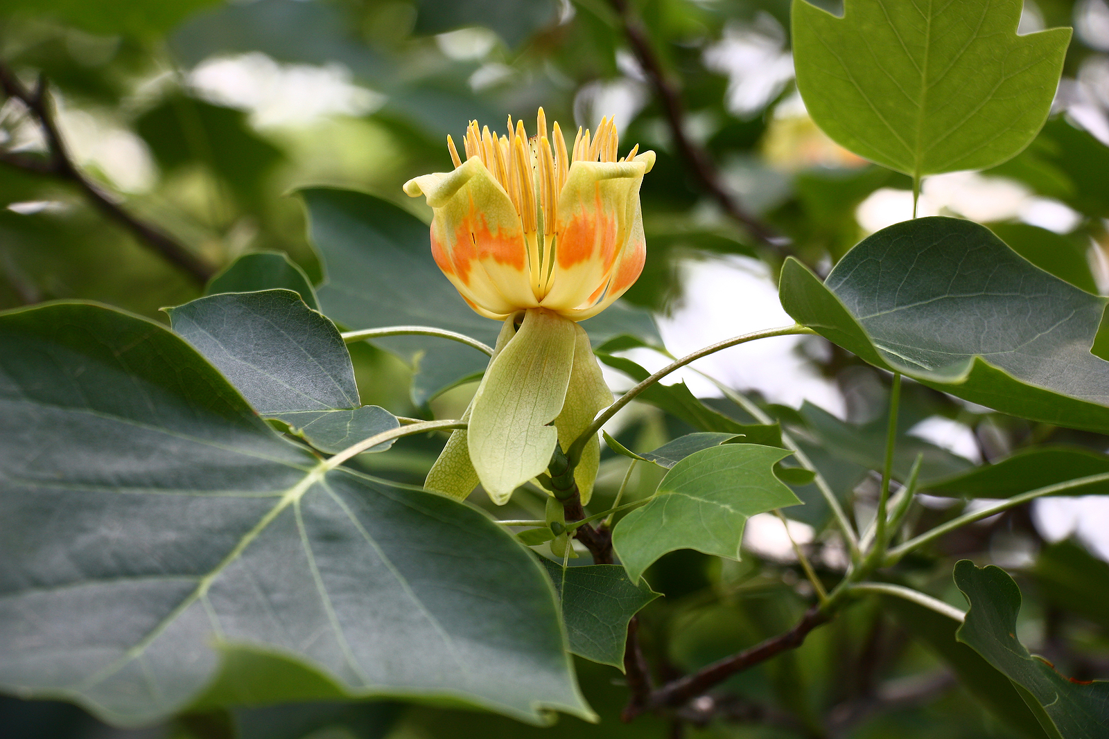 Live 1-2 Year Old Liriodendron Tulipifera (Tulip Poplar) Tree - Healthy Starter Plant