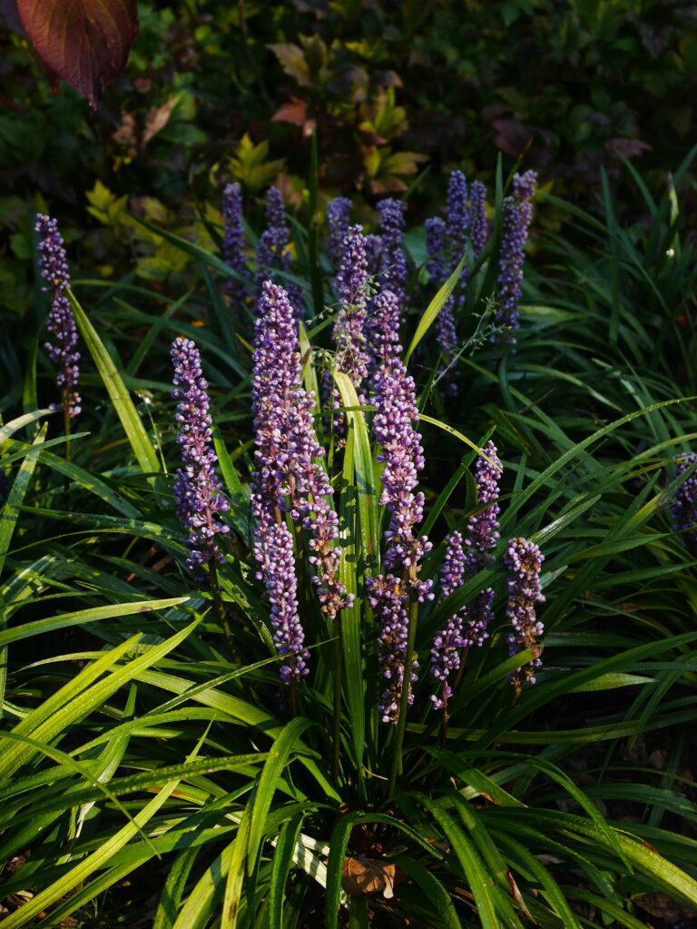 How to Grow Lilyturf — Liriope