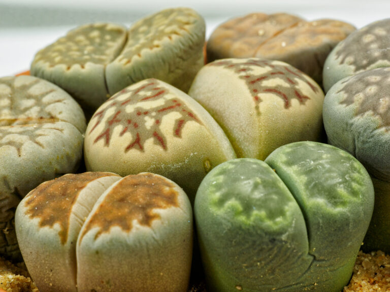 How to Grow Lithops — Living Stones