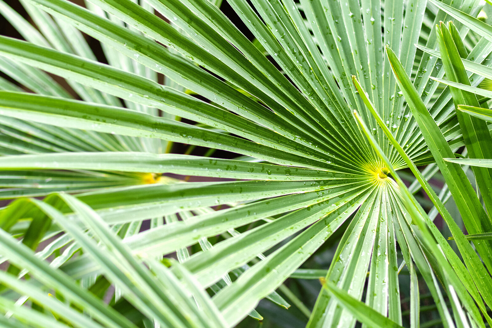 How to Grow Livistona - Chinese Fan Palm