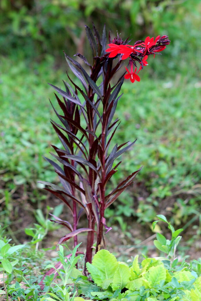 Cardinal flower or Lobelia cardinalis 