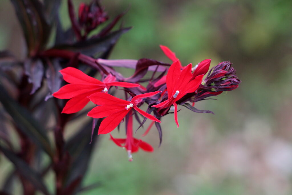 Cardinal flower or Lobelia cardinalis adapts to clay soil