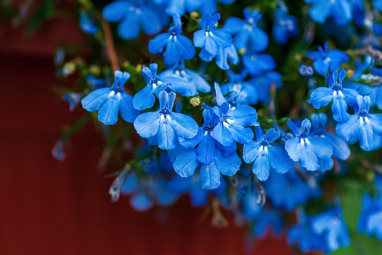 How to Grow Lobelia