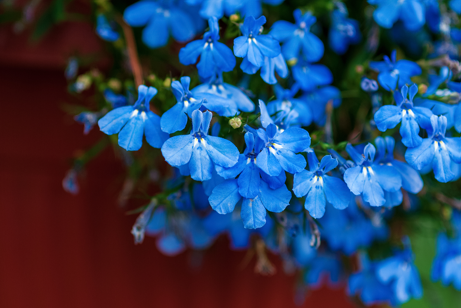 How to Grow and Care for Lobelia - Garden Chronicle