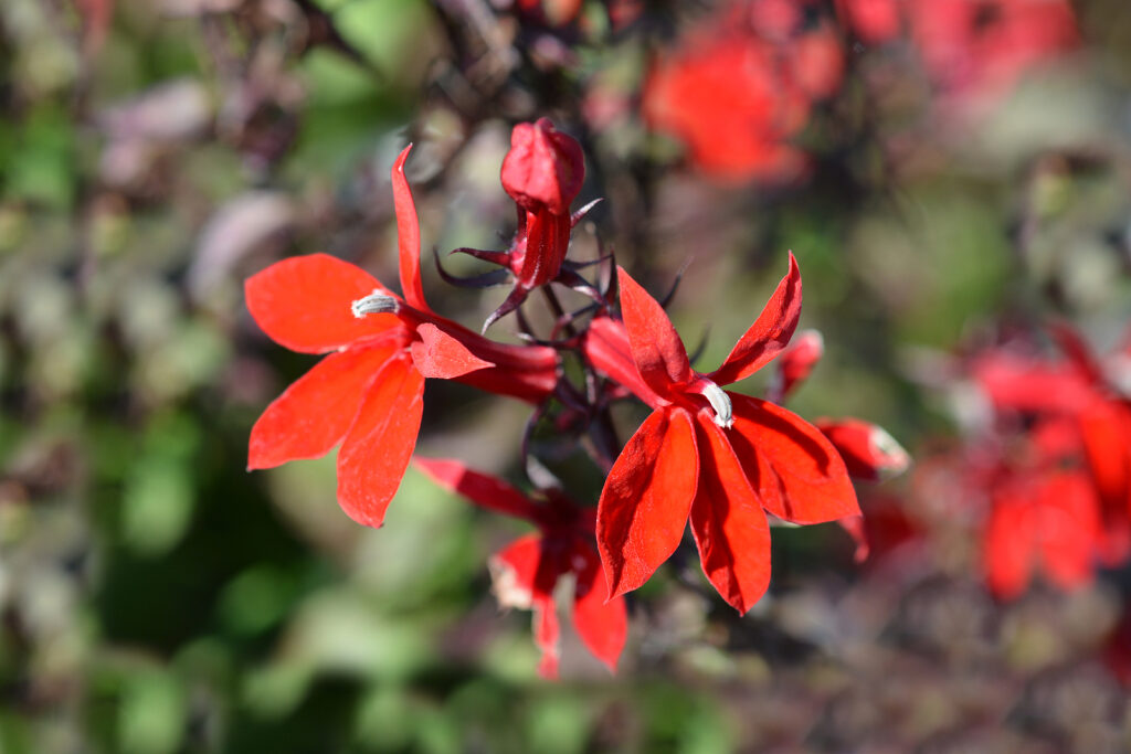 Cardinal flower, Lobelia x speciosa 