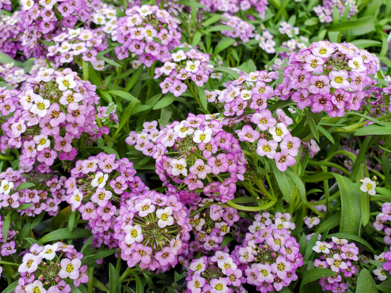 How to Grow Sweet Alyssum – Lobularia