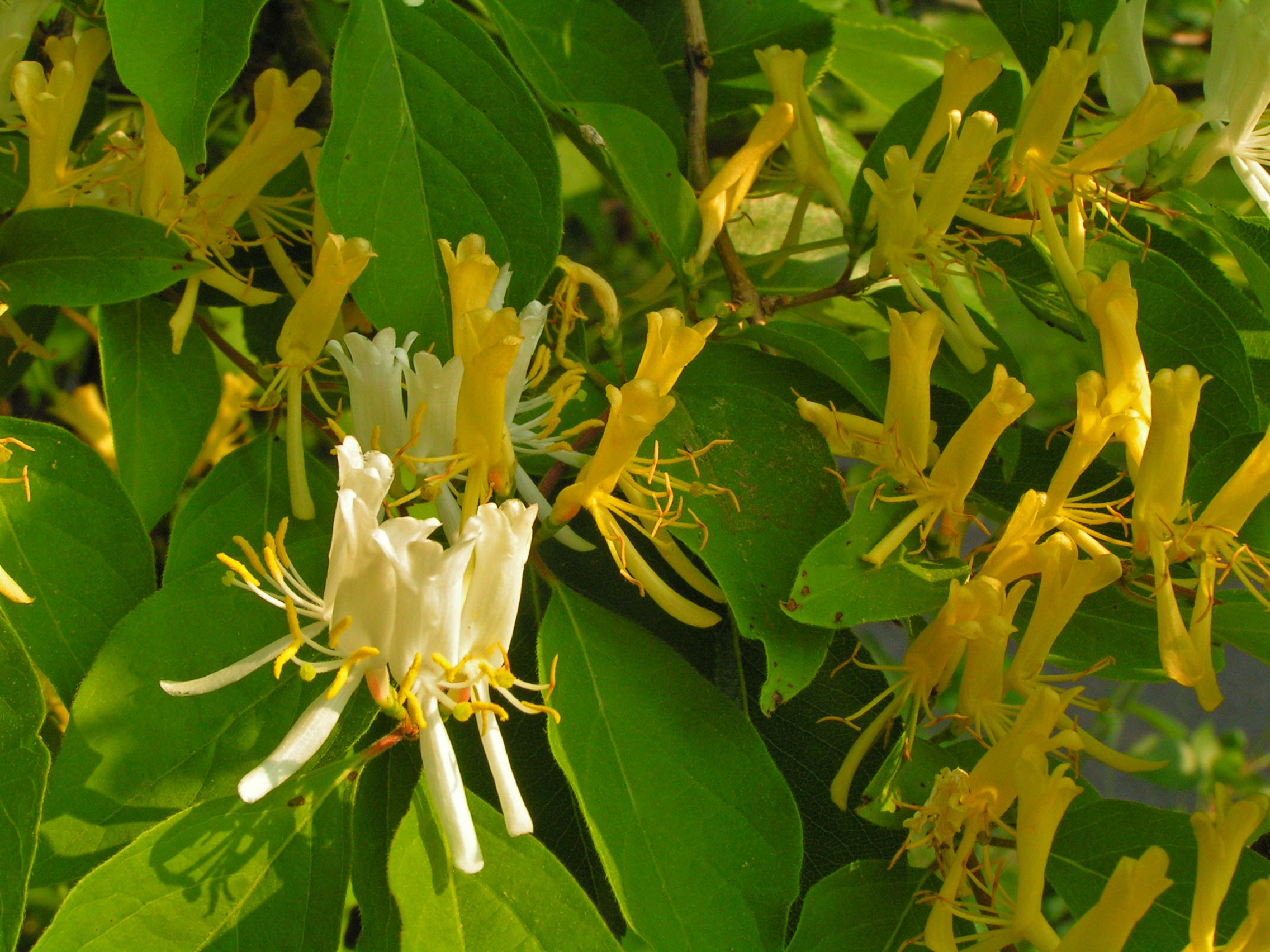 Lonicera