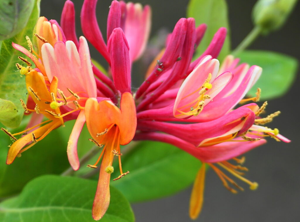  Honeysuckle Lonicera periclymenum flowers