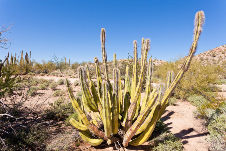 How to Grow Lophocereus – Whisker Cactus