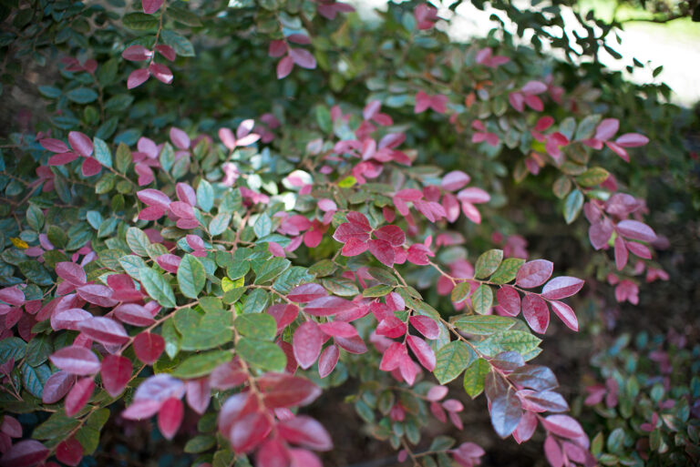 How to Grow Loropetalum – Fringe Flower