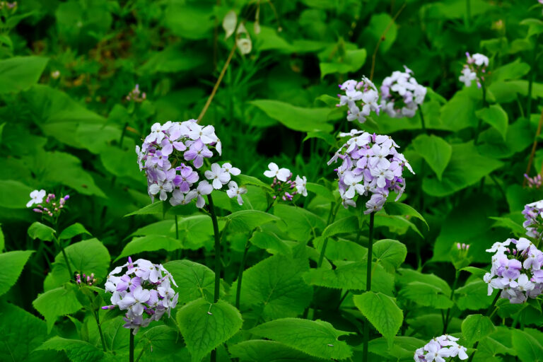 How to Grow Lunaria