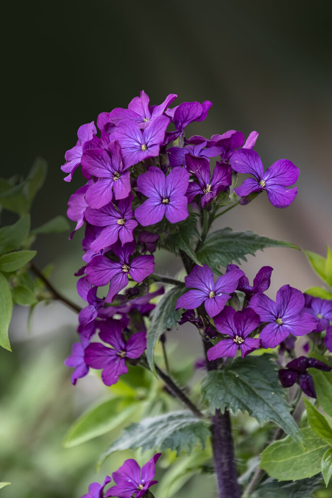 How To Grow And Care For Lunaria - Money-Plant