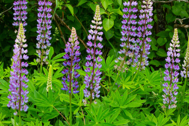 How to Grow Lupine — Lupinus