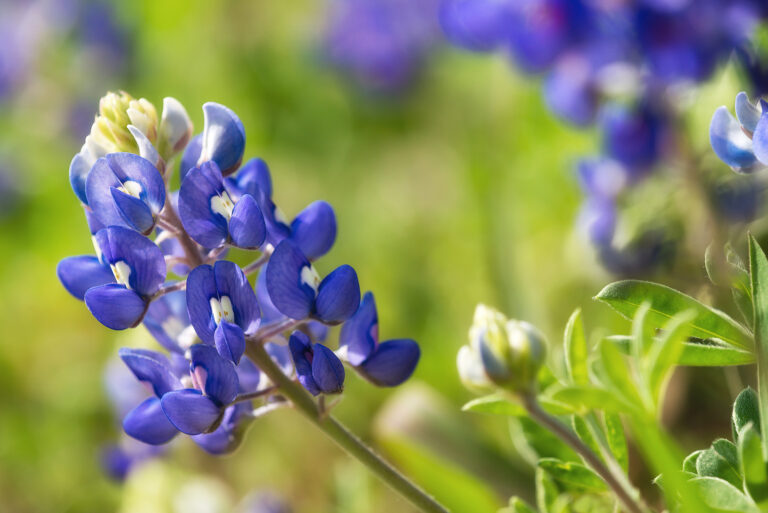 How to Grow Texas Bluebonnet – Lupinus