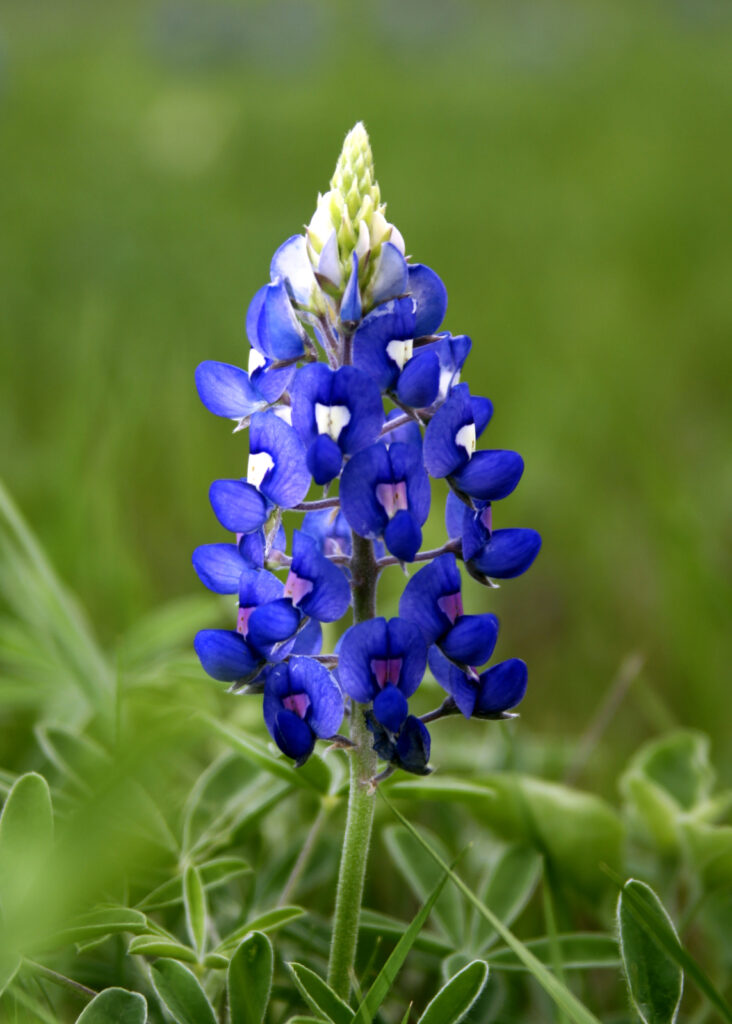 Texas Bluebonnet (Lupinus texensis) flower blooming in springtime. 