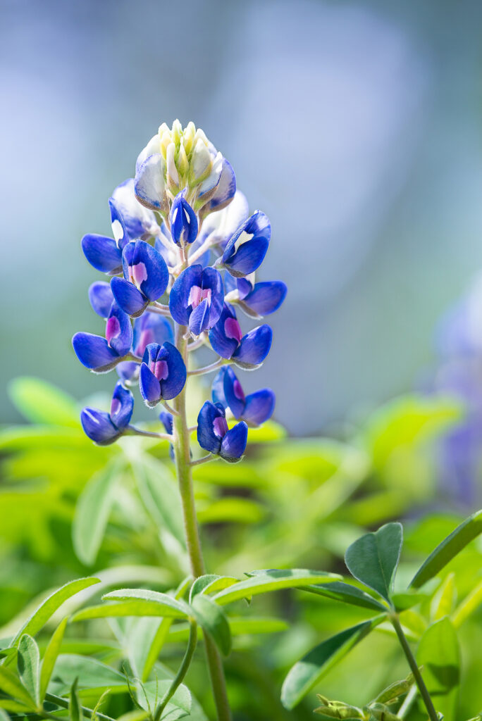 Texas Bluebonnet (Lupinus texensis) flower blooming in springtime. 