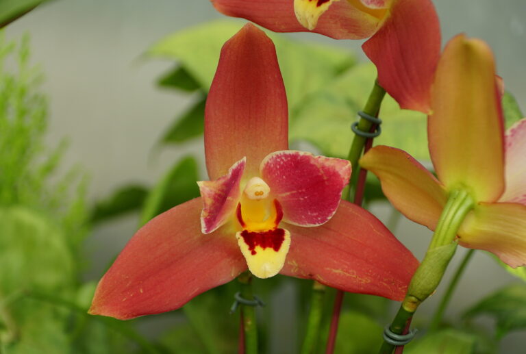 How to Grow Lycaste Orchid