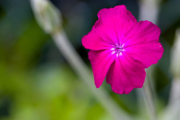 How to Grow Lychnis