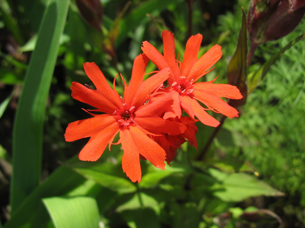 Red campion flower, Lychnis x haageana