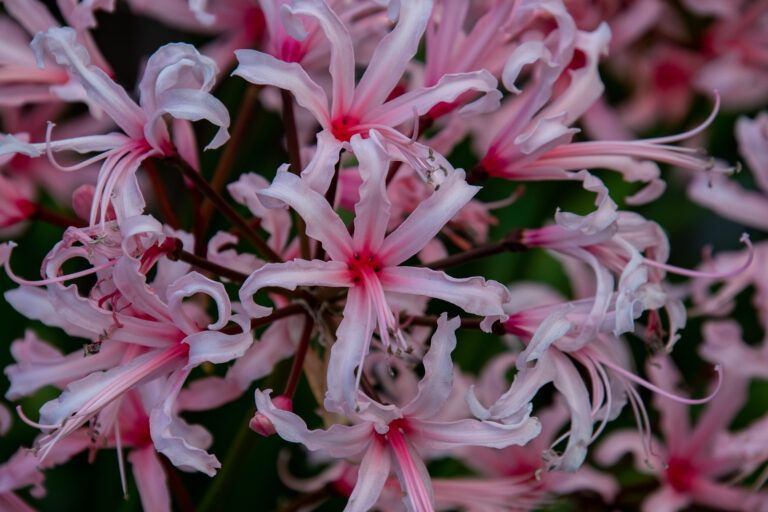 How to Grow Spider Lily — Lycoris