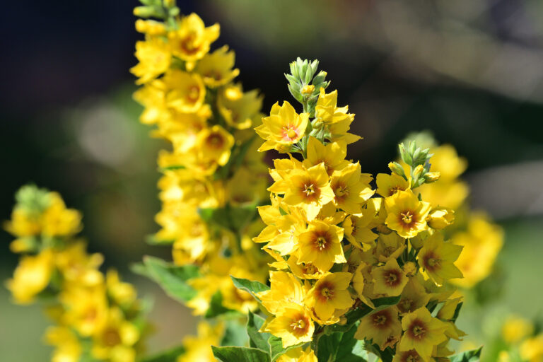 How to Grow Gooseneck Loosestrife — Lysimachia