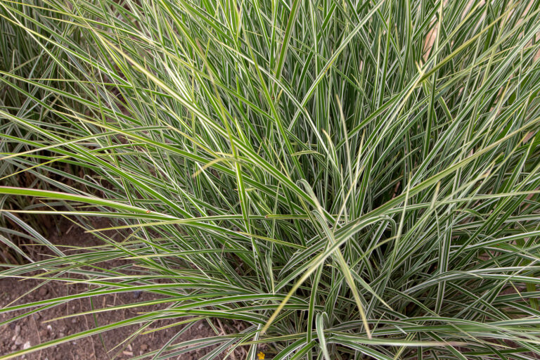 How to Grow Eulalia Grass – Miscanthus 