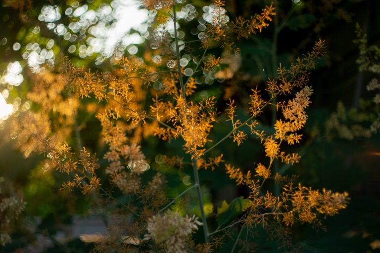 How to Grow Plume Poppy — Macleaya
