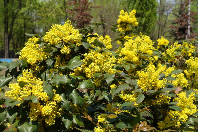 How to Grow Mahonia