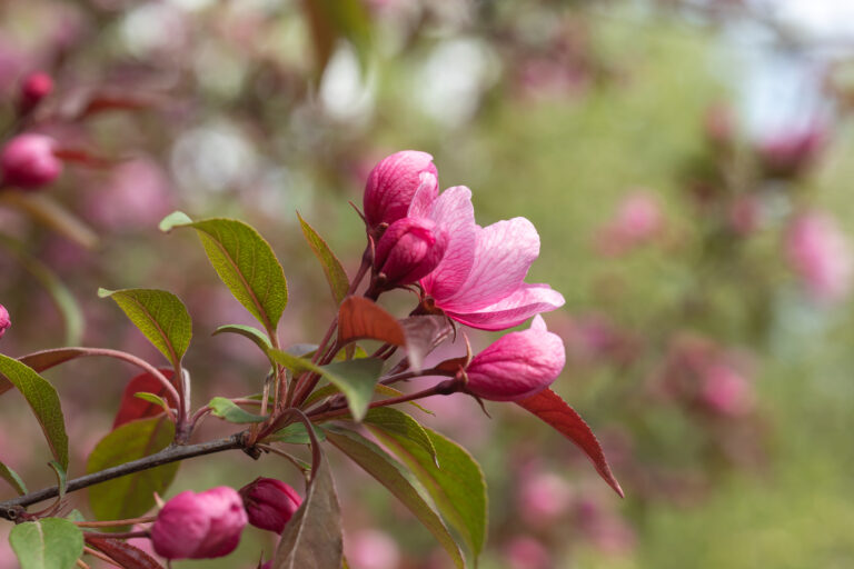 How to Grow Flowering Crabapple — Malus