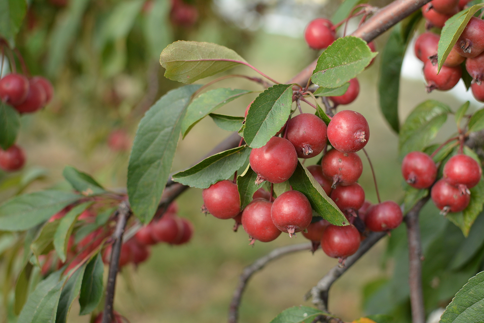 Malus Hupehensis