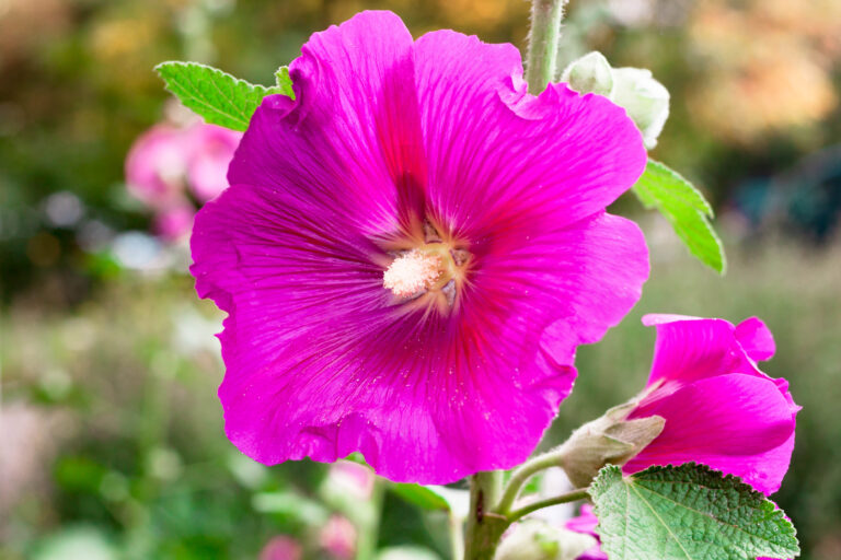 How to Grow Hollyhock Mallow — Malva alcea
