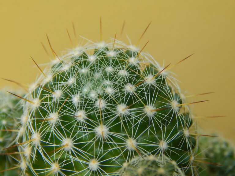 How to Grow Mammillaria – Pincushion Cactus