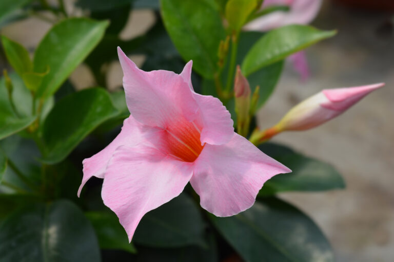 How to Grow Mandevilla