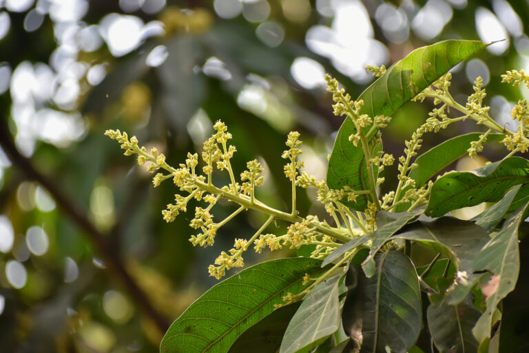 How to Grow Mango — Mangifera
