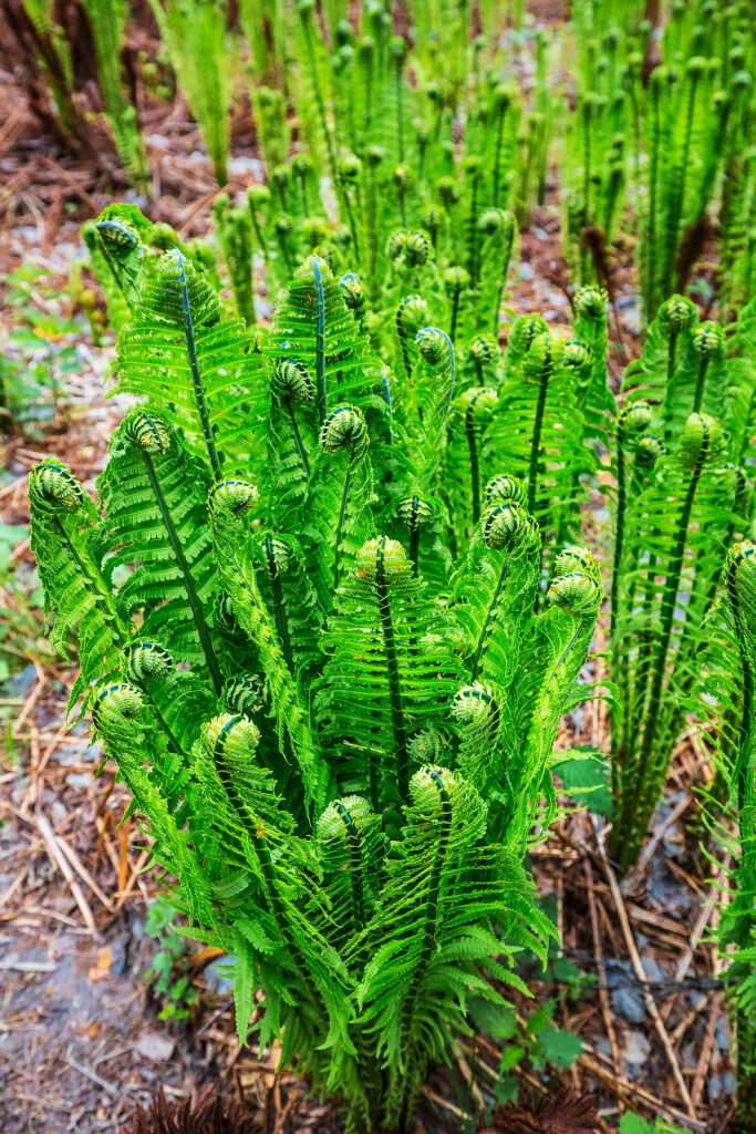 Ostrich fern, Matteuccia struthiopteris